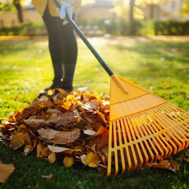 Weed & Leaf Removal
